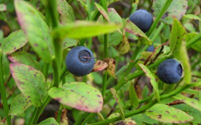 Pilze und Beeren sammeln