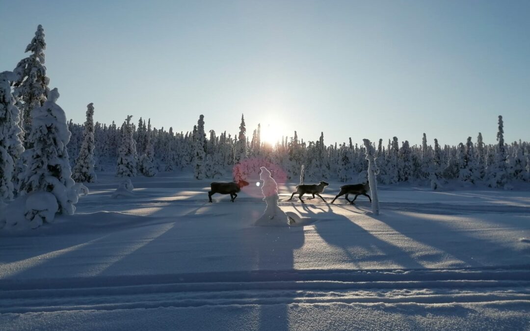 Vorweihnachtszeit in Lappland